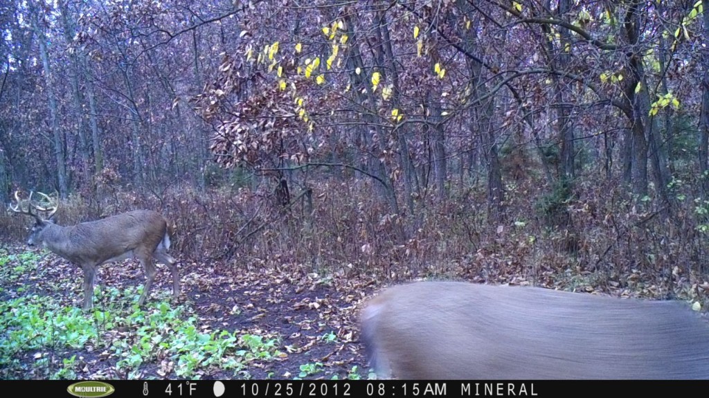 Here is a picture of a buck I nicknamed "Barkley".  In 2012 we aged him at 3 or 4 years old.  Would he make it to 2014?