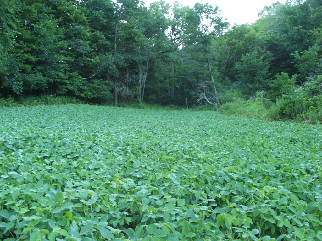 Green soybeans