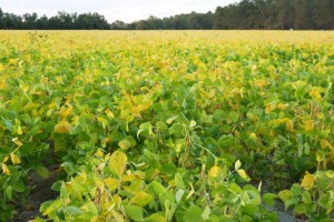 yellow soybeans