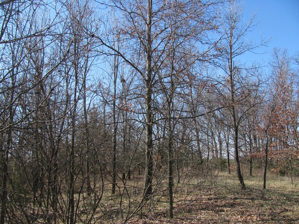 An interior plot can be located any place you have the back and will to put them.  Plan them out before you ever cut a tree or plant a single seed.  The right location in this case is more important than any thing else.