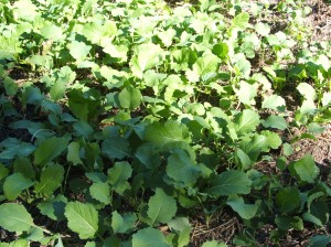 These brassicas are only a couple weeks old. With some rain and sun they will grow profusely into fall. When planted early, they will provide maximum tonnage and roots or bulbs that are consumed in late fall and winter. When planted later in early fall, they will provide a green frost tolerant food source.