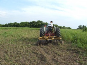 Planting brassicas begin with busting up the ground. Here, Anthony is breaking the ground by making a few passes with a disc. Spread the fertilizer and seed and drag in or disc very lightly. 