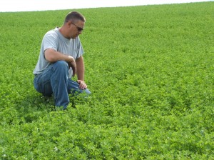 A good alfalfa field like this one is hard to beat.  Alfalfa a preferred food source from early spring until several hard frosts have sent the plants dormant.  
