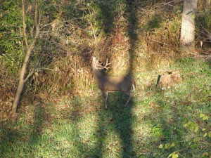 This is a buck I nicknamed "Salad Bar" a few years back. He frequented an interior plot where I took this picture on a morning hunt in October. Deer and bucks of all age classes cannot help themselves when it comes to visiting an interior plot like this one. I planted this plot around September 1st. with a blend of winter rye and brassicas. The greens are completely mowed off by the deer.