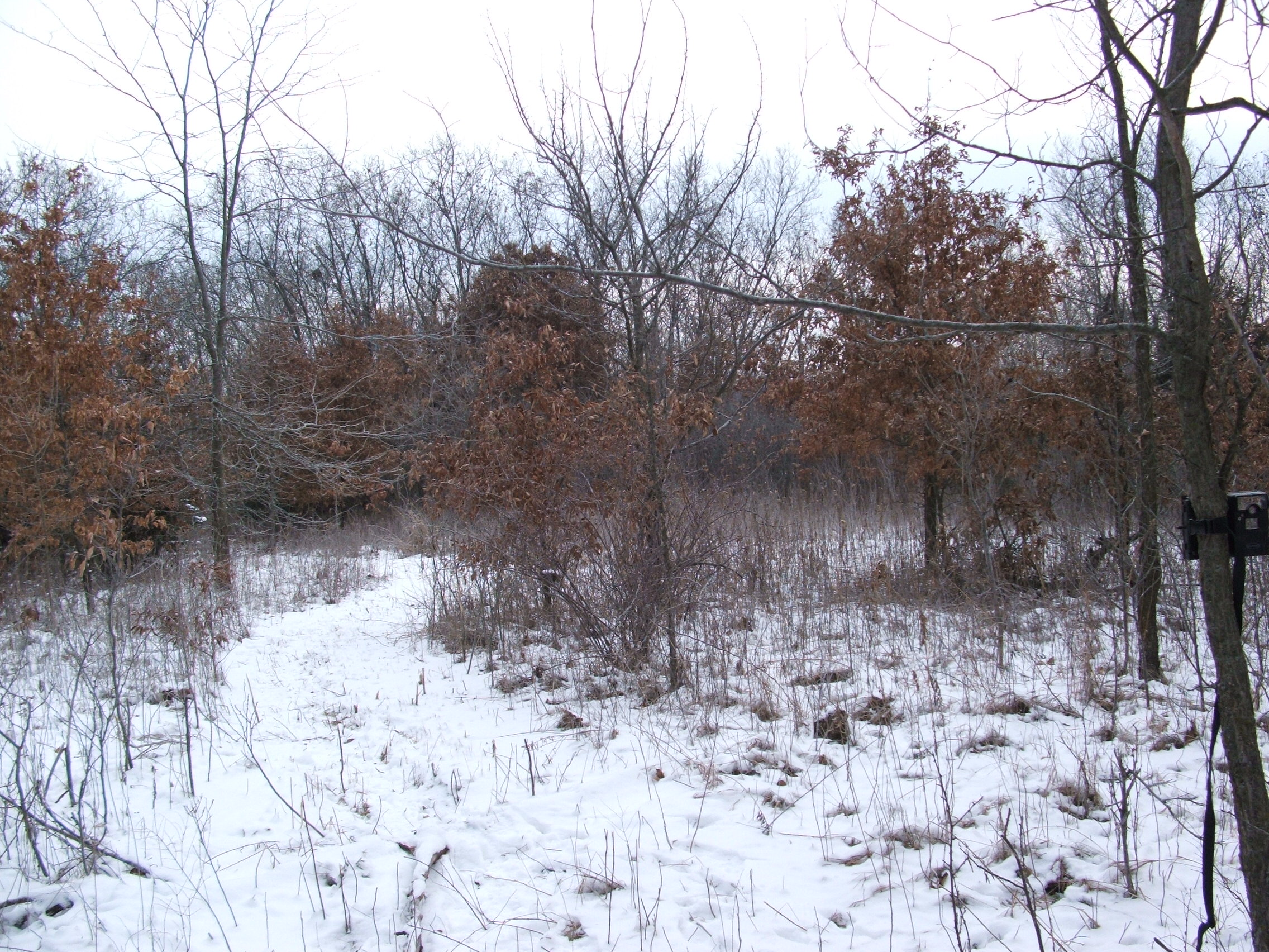 This is a picture of the Broken Toe interior plot last winter before my son Forest and I tore into it.  I want to show another picture in a month or two to show you the difference on how it looks now...I just thought it would be better to wait until it greened up!