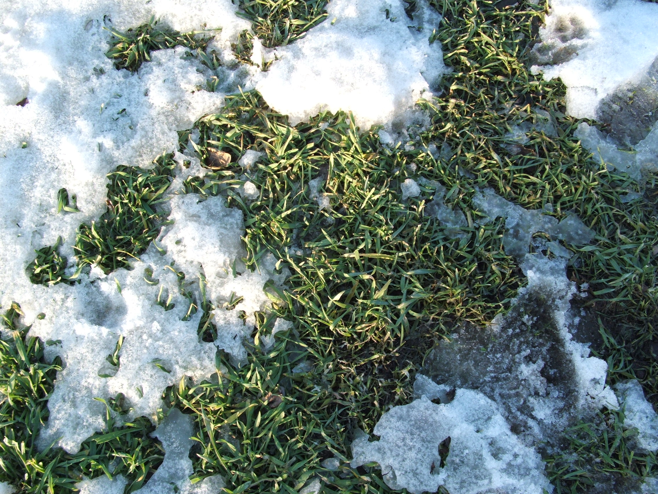 This picture was taken last February during a brief thawing period.  The rye is still green and will stay green until spring when it will pick up where it stopped growing last fall.  At 15% protein level, it is an awesome winter food source.