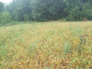 This early in the year it is not too common to find soybeans yellowing.  These beans are hit hard by lack of water and deer browsing.  So, we broadcast brassicas and lightly disced overtop.