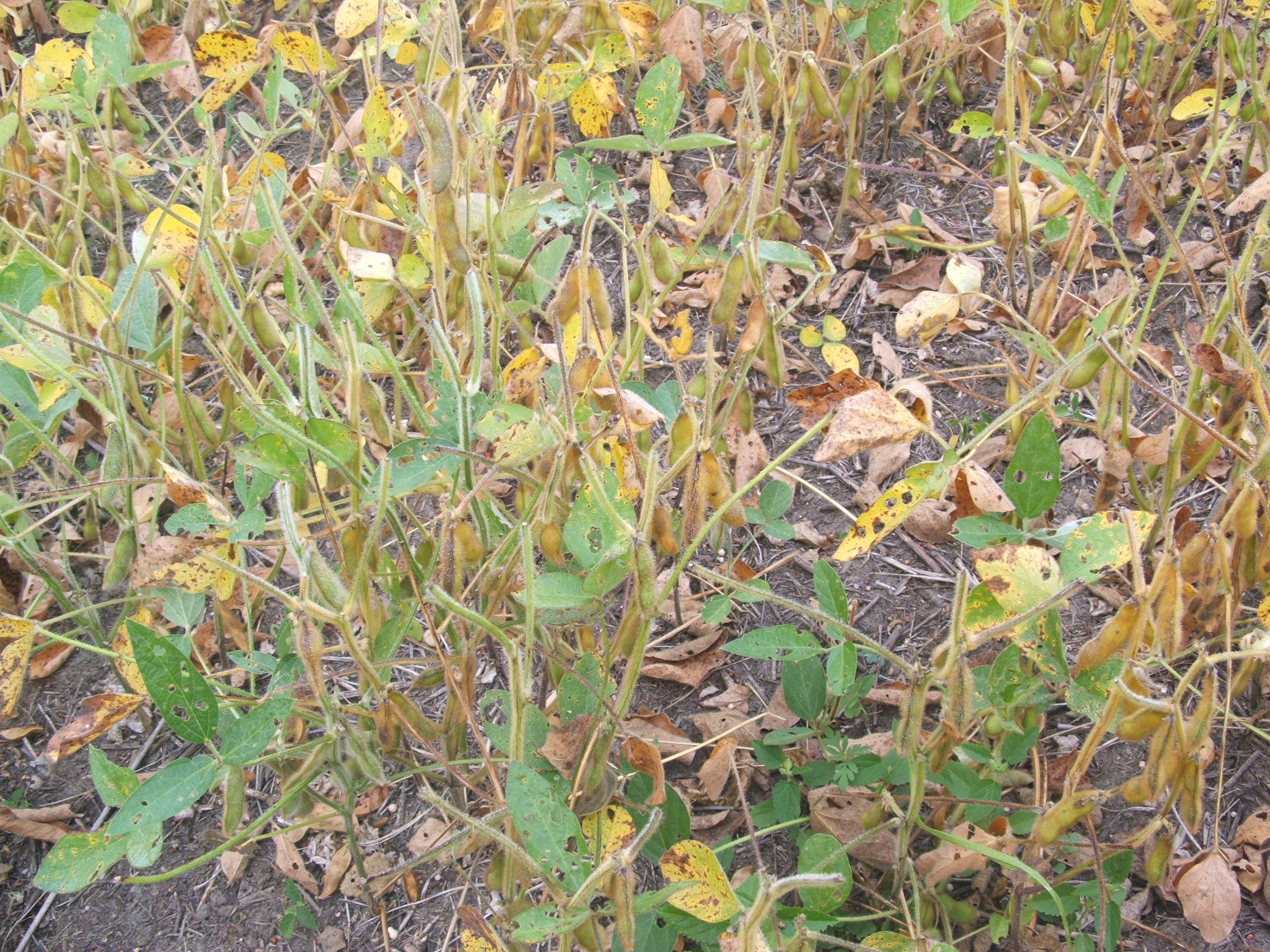 These beans were not fenced.  Not only has the lack of rain hampered their growth, the deer have been eating them off pretty good.  What we did with these beans was to go in and broadcast brassicas right over the top of these beans and then we put the disc down lightly over top.  Brassicas are pretty good germinators so by lightly applying the disc we should get very good germination.  With some good rain you don't even have to disc them in.