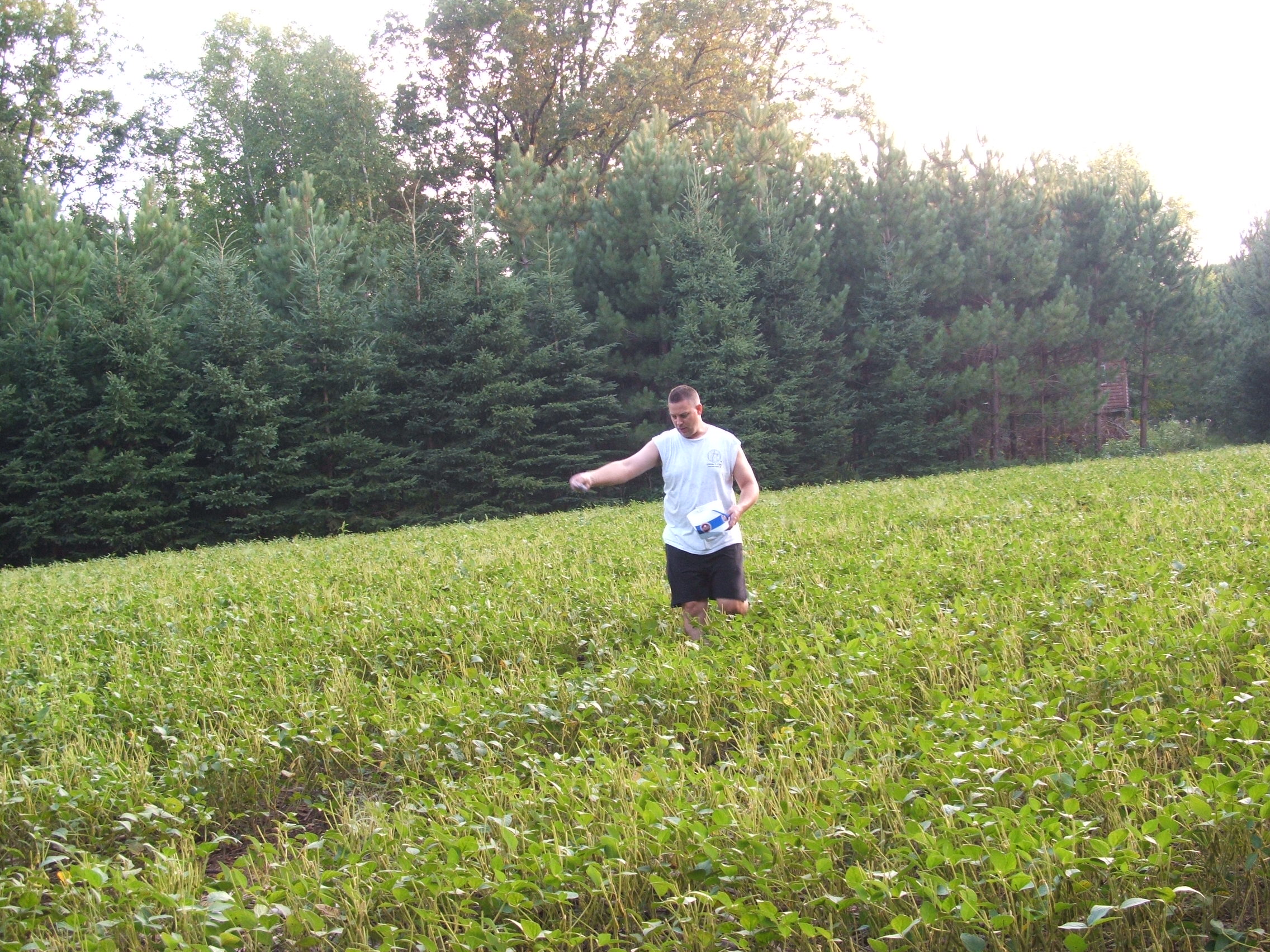 When overseeding brassicas I just throw them into the beans as they start to thin out in late August from deer pressure or when they start to yellow also in late August or September.  With good rain there is no need to work them into the ground.  These beans are still in pretty good shape, have full pods, but I want to extend the life of this plot by broadcasting brassicas over the top.