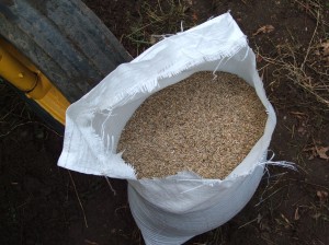 I buy my winter rye direct from the farmer.  You can typically buy winter rye at a third the price right off the combine than you can at the feed store.  I paid about 8 dollars a bushel this year and plant at a rate of a bushel to 2 bushels to the acre.  I would plant this stuff at 5 times the cost...the fact that it is inexpensive is just another plus.