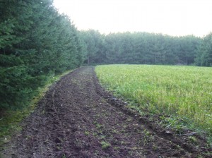 Soybeans, brassicas, and rye!!!  This past weekend I overseeded these beans with brassicas and rye, disced the edges and sowed them also with just rye.  I now have a plot that has been a preferred food source from April until next spring.  Seriously, does it get any better?  