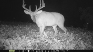 If you aren't getting mature buck pictures this time of year, don't worry just yet.  This year I have only a few pictures of what I would consider mature bucks...but I'm confident others including a few I'm watching for will show up soon.