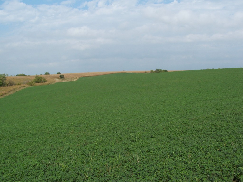 Alfalfa will draw the local deer herd all summer and all the way into winter.  This high protein delicious food source is about as good as it gets for attracting and holding deer.