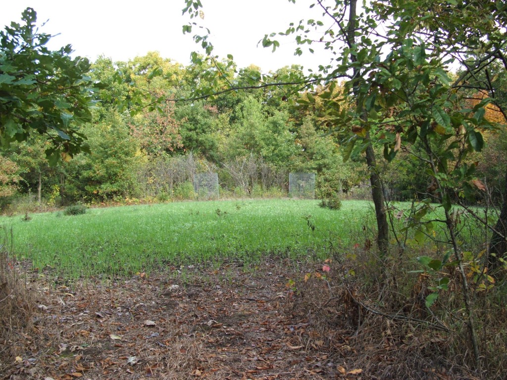 You hear me talk about interior food plots all the time.  There's a reason for that...they draw deer and during daylight hours, especially bucks.  The "Broken Toe" food plot in this picture is at a perfect stage for growth to attract deer.  Throw in a mock scrape or two and start hunting when it gets hot. 