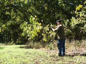 I make most my mock scrapes by bending over smaller trees and tying them back with steal wire.  i like to make them at my interior plots or lanes leading to or from my interior plots.  I remove any other potential licking branches on the plot leaving only my mock scrape at the exact location I want the bucks to scrape.  Placing a camera on the lane/scrape lets me monitor the action.  When it goes hot, I hunt the area as soon as the wind is right.