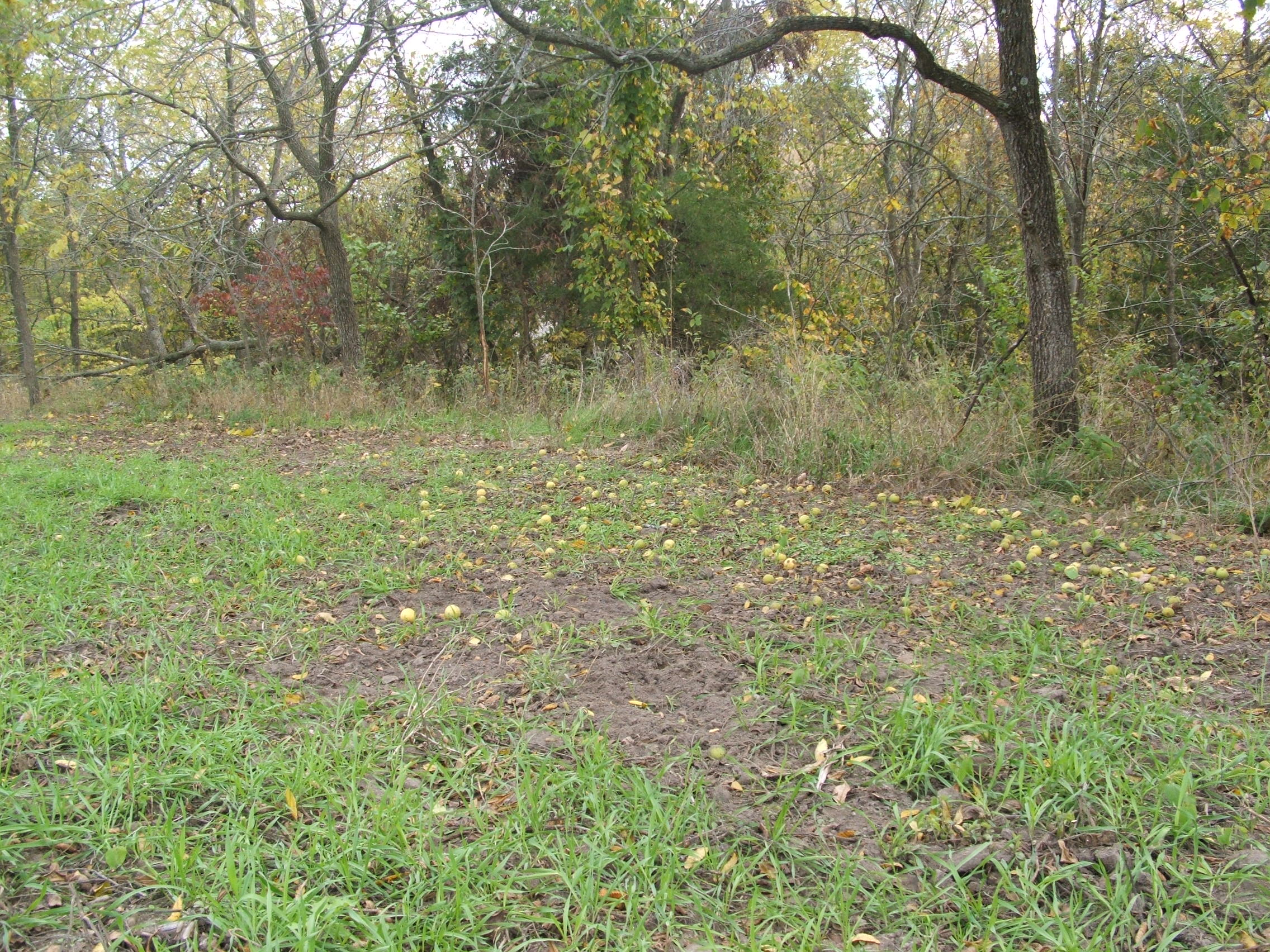 Around preferred food sources the sign really started showing up.  We saw several areas that were tore up pretty good with scraping activity, cameras in the area showed good deer movement as well.