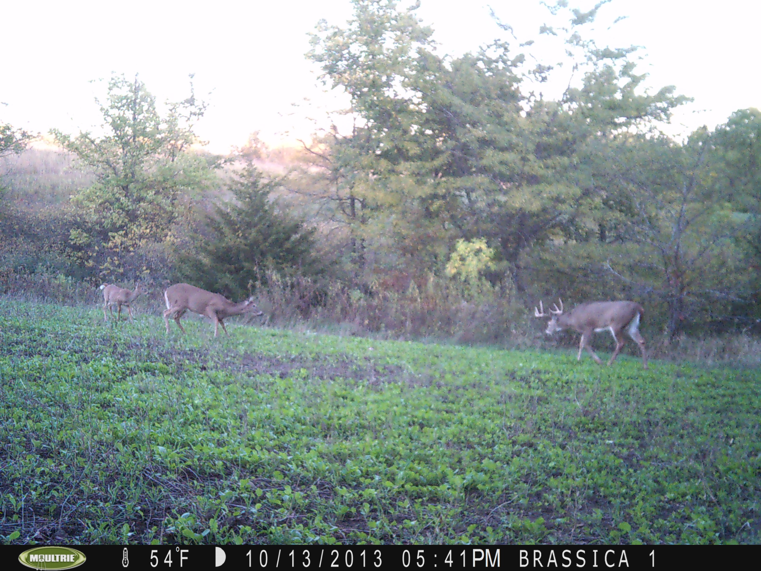 Right on schedule, we are starting to get some good bucks on our cameras some even during daylight.  Most cameras have been on food plots but we started putting them on active scrapes lately and they are getting hits.  This photo is on a brassica food plot with this good buck during daylight.