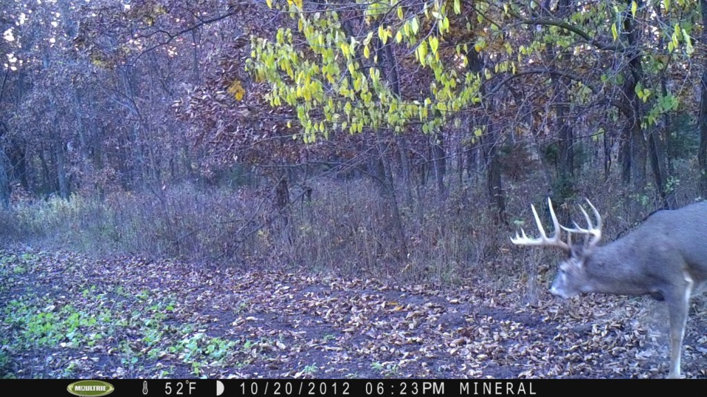 For some reason, every year around October 20th I start to see mature bucks both while hunting and on my cameras during daylight hours.  A few days later peak hunting starts to kick in!  This is my favorite time of year to hunt.