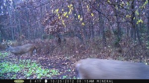 October 25th is the start of what I call peak hunting.  Every year by the 25th mature bucks are on their feet and can show up during daylight hours.  