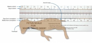 This is what a fetus scale looks like offered for purchase by QDMA.  