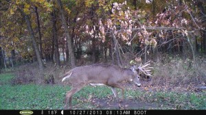 One of hundreds of picks of daytime activity on "The Boot" interior plot.  In this pic, a nice buck is pawing a mock scrape I made in early fall.  The plot and scrape were pounded all fall.