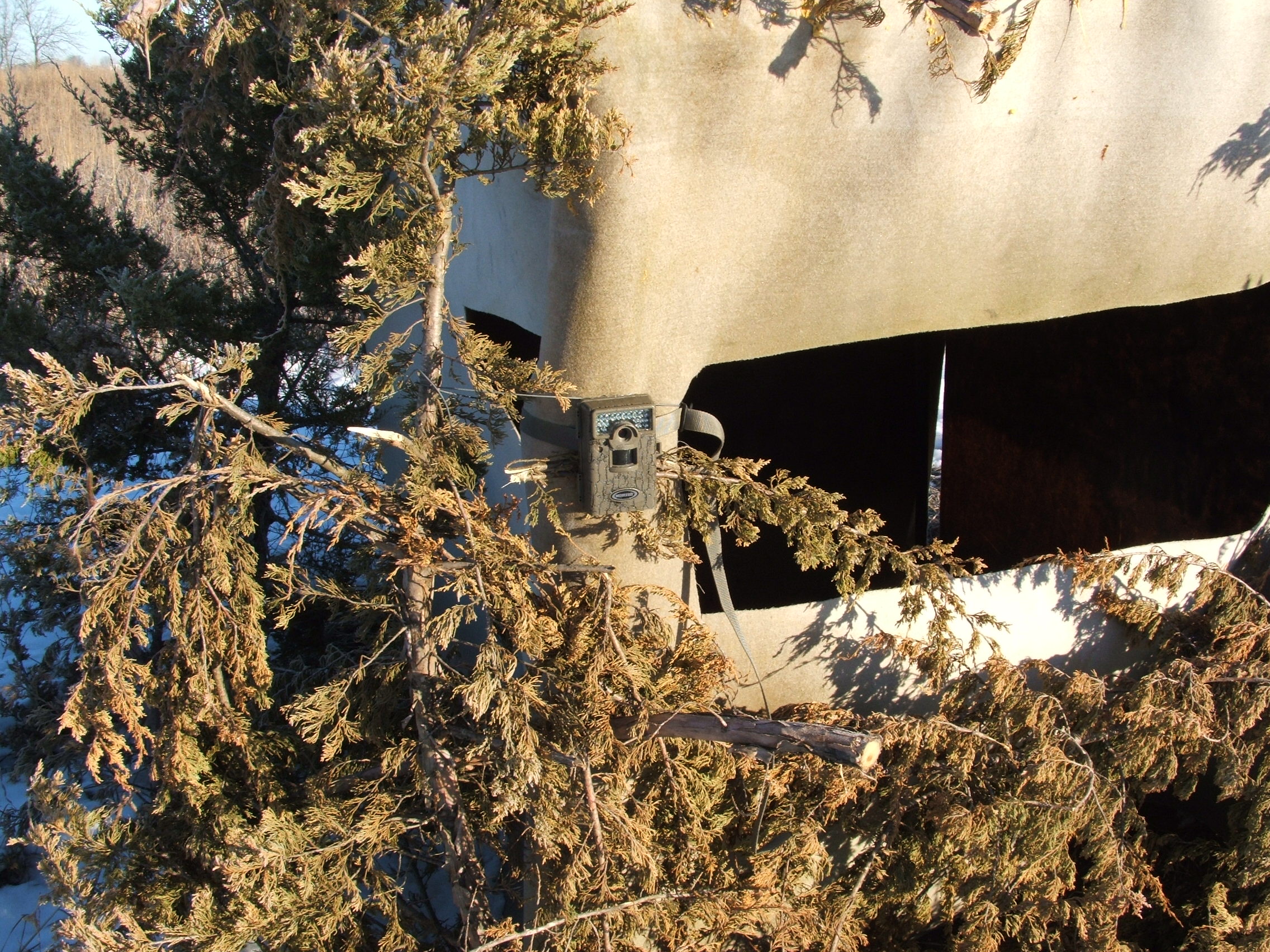 This is a good time of year to put cameras on food.  This camera is mounted right on one of my permanent blind sights overlooking a soybean plot.  I set the cameras on plot cam to watch the plots the last 2 hours of each day.