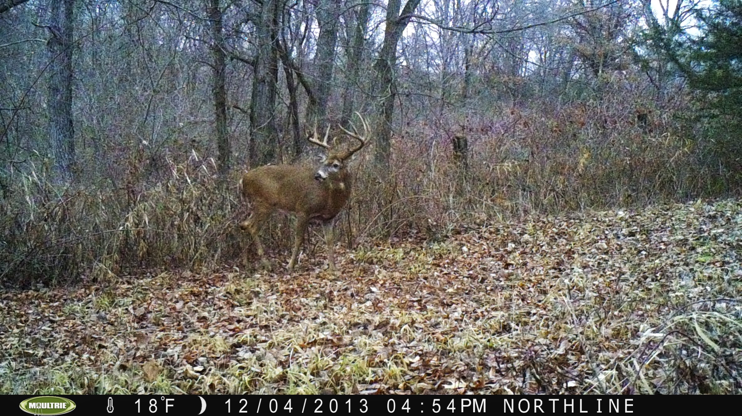 This nice buck showed up late this year.  No doubt, he was probably in the area all fall and I'm just now getting pics of him.  I think based on experience what happens is after the fall harvest, deer seek out the best food sources.  I spend a lot of time and effort making sure my grounds have the best most preferred food sources which is why I bring in deer this time of year.