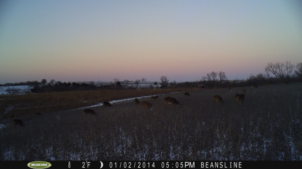 This shows a couple things.  Into January and the beans are still getting hit, and the plot is still not consumed because of the fencing.  See the blind in the background...in a day or two the winds almost ripped this blind to pieces.  In the future, I will be using more permanent blinds for late season hunting.