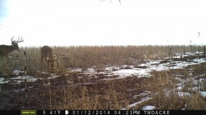 This 2 acre bean field was still drawing deer into mid to later January when the beans finally ran out.  I removed the fencer and pulled the fence down in late fall releasing the plot planning a late muzzleloader hunt.  About 10-30 deer fed on the beans almost every night once released