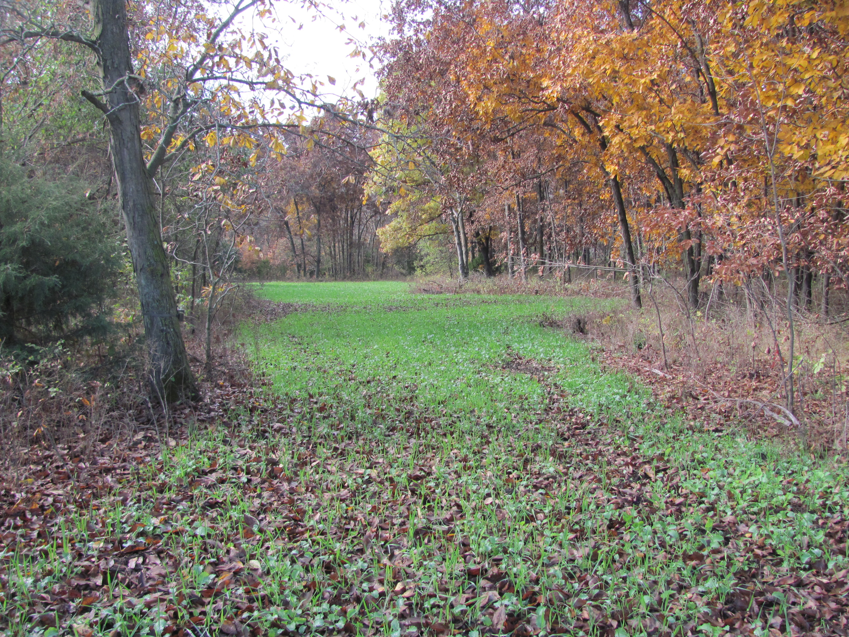 This narrow lane leads back to an interior plot.  This interior plot is located just off of a preferred ag field.  I can get in to this spot on evening hunts without getting busted.  Bucks love to scrape and work around and in the interior plot before going out to the ag fields.  