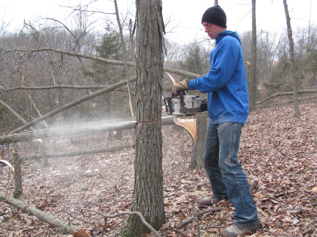 Again this year, we planned out a couple more small spots to create pockets of cover for bedding and security cover.  This is my son Forest cutting down a shagbark hickory.  Small thickets or pockets of cover are great way to improve habitat.  This area is a small end of a ridge facing east.  Deer love bedding on east or southeast facing ridges as they can soak up the morning sun on cool mornings during the fall.