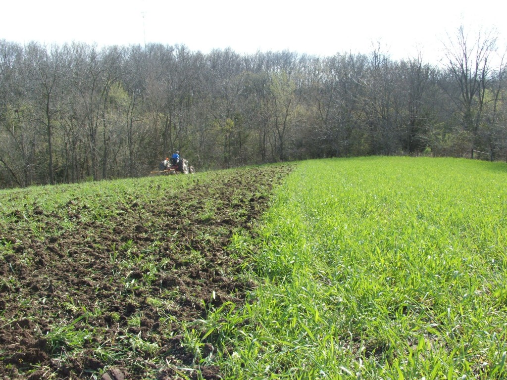 This plot was planted in two parts last fall.  The left side was only winter rye.  In this picture the rye has been chisel plowed once, and now my son Forest is discing in the seed and fertilizer.  The plot on the right is a late summer planting of alfalfa with winter rye as a cover crop.  We will leave the rye and mow it off in a few weeks.  