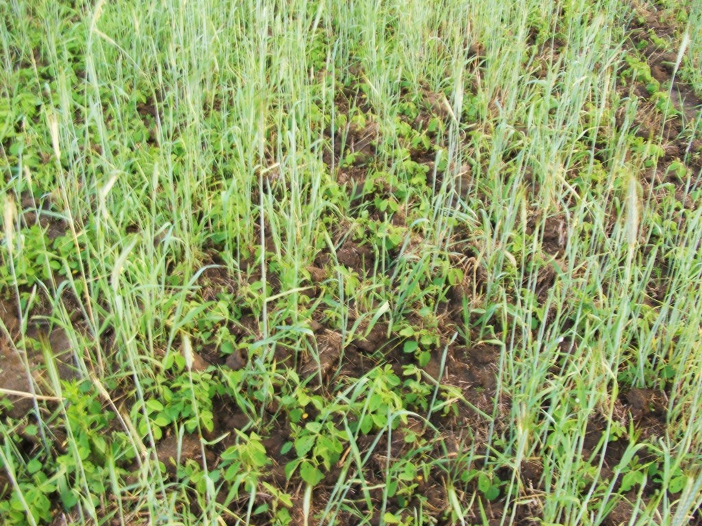 We planted many of our soybeans in last years winter rye.  The winter rye is a great green manure, and acts as a cover crop for the beans as they get growing...helping to keep the deer off while they are young.  Spraying with glysophate at this stage is perfect.