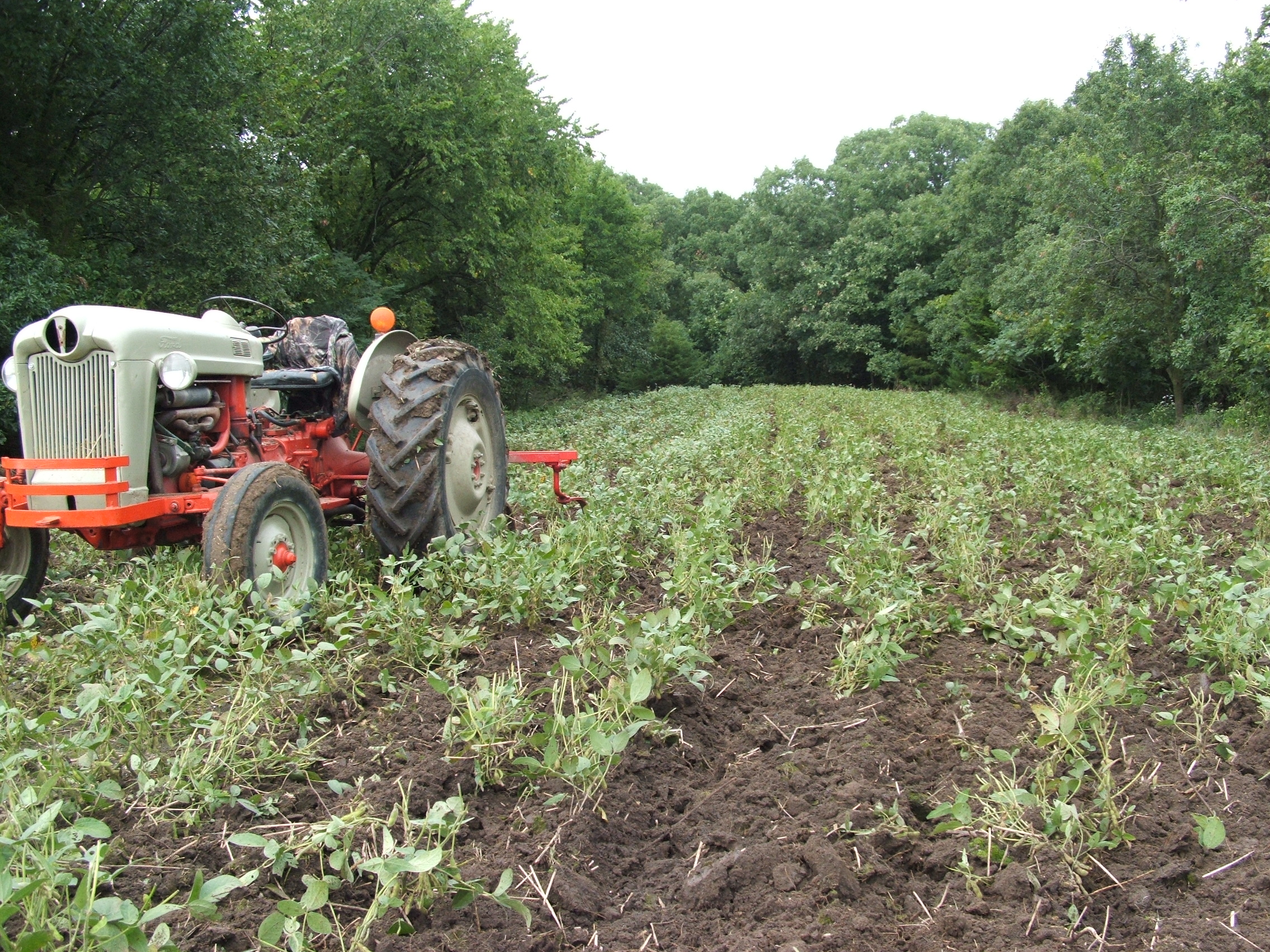 This is a small interior plot that was in soybeans.  The beans tilled under will supply nitrogen to the brassicas, winter rye, and peas going into this plot.  To plant, till the beans, spread seed and fertilizer, and lightly disc in.