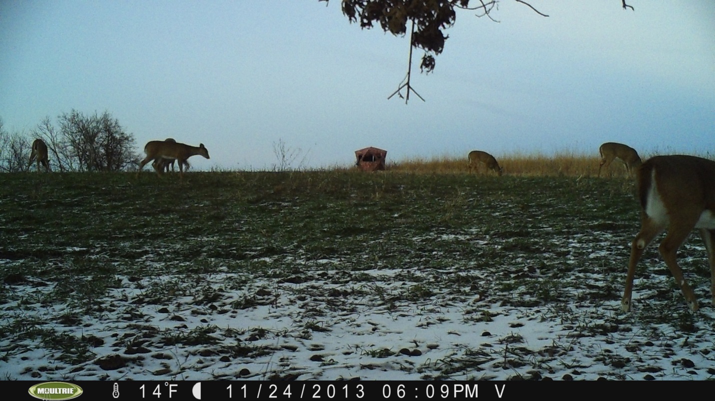 By late November, doe family groups are back together and congregating around preferred food sources like this winter rye plot. Bucks will also come here looking for food and any last doe that comes into heat. 