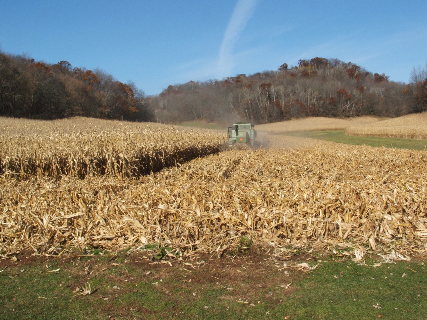 picked corn