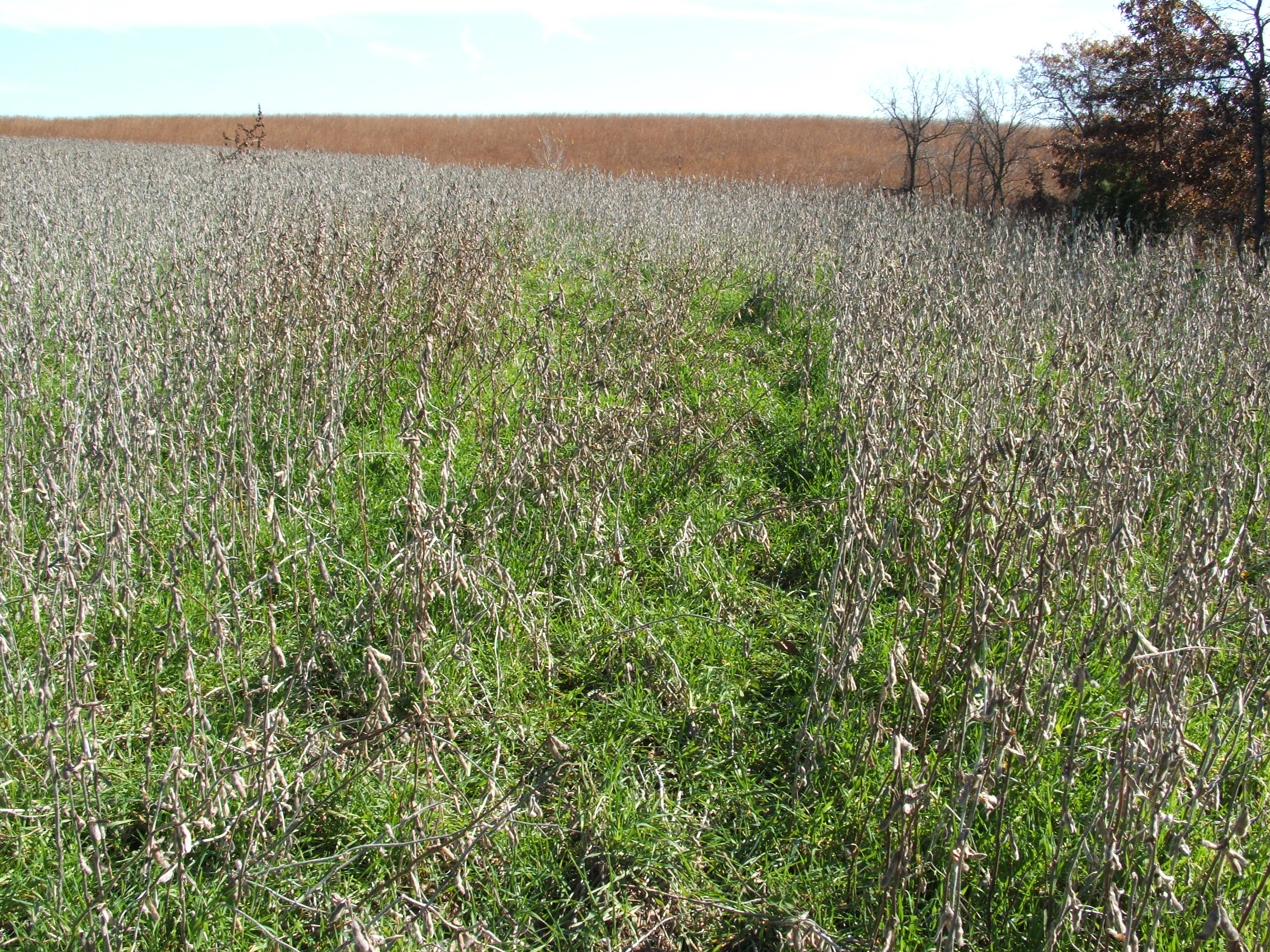 Soybeans over-seeded with winter rye is a great, if not the best food plot.  When the beans are consumed what remains is a solid plot (winter rye) that will stay green all through winter and into next spring.