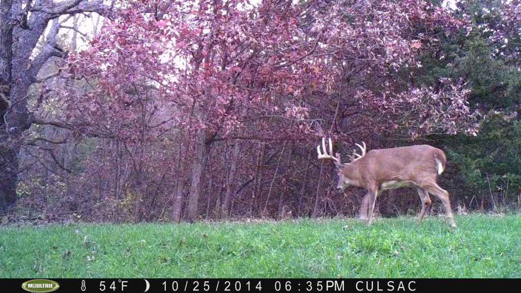 October 25th and a good buck is on his feet during daylight on one of my interior plots.  That's why we plant and establish interior plots...big deer can't resist them.