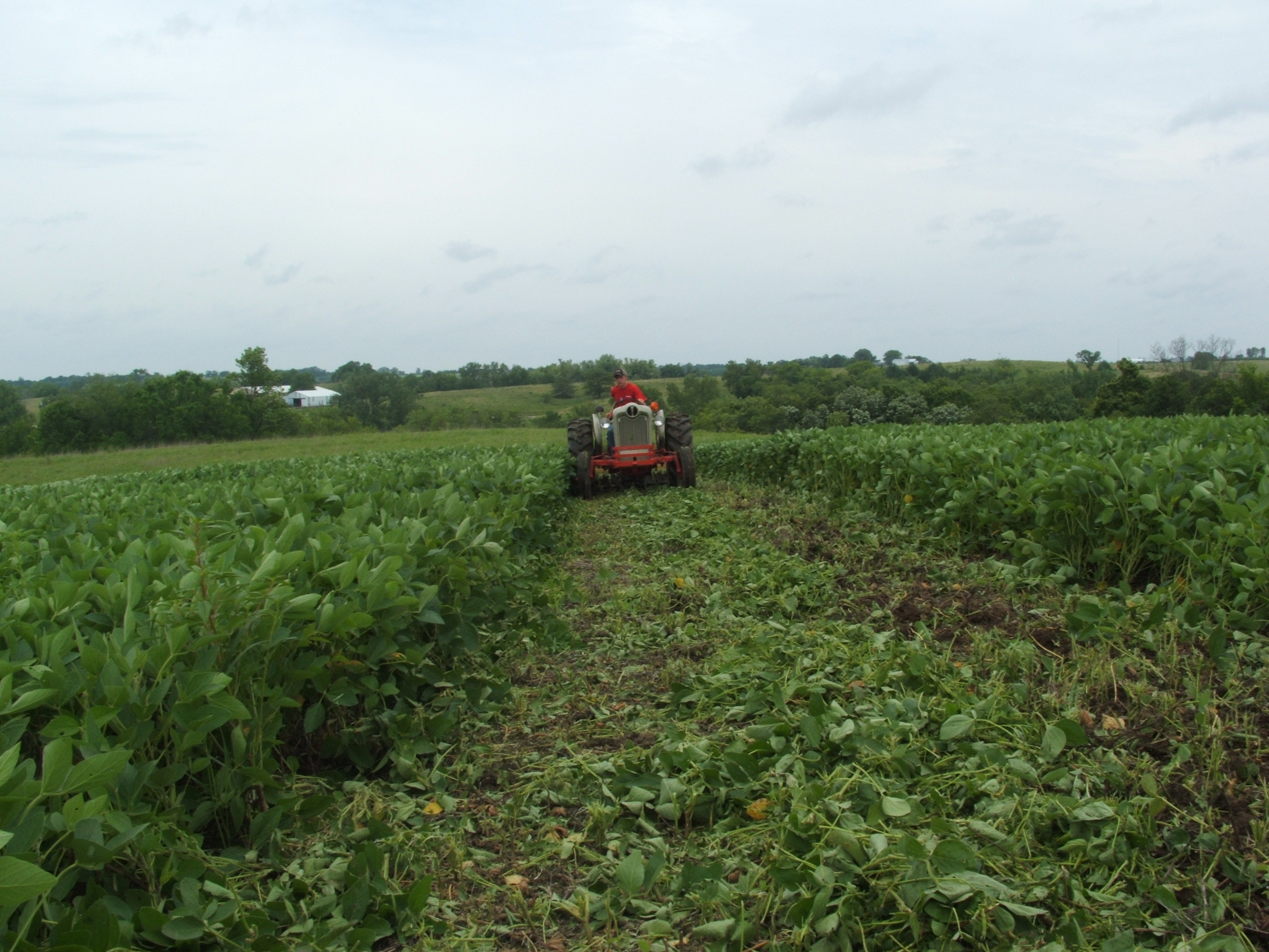 Going into the 2014 season, we planted almost the entire farm in soybeans.  This 2 acre plot of beans was fenced off to make sure the deer would not over browse too early.  In mid summer, we disced under a strip directly in front of our blind to make for easier shots and planted purple top turnips in the strip.  This bean plot was also over-seeded in winter rye in late summer.  Fast forward to Dec. 26th and we are sitting in a ground blind exactly where this photo was taken.