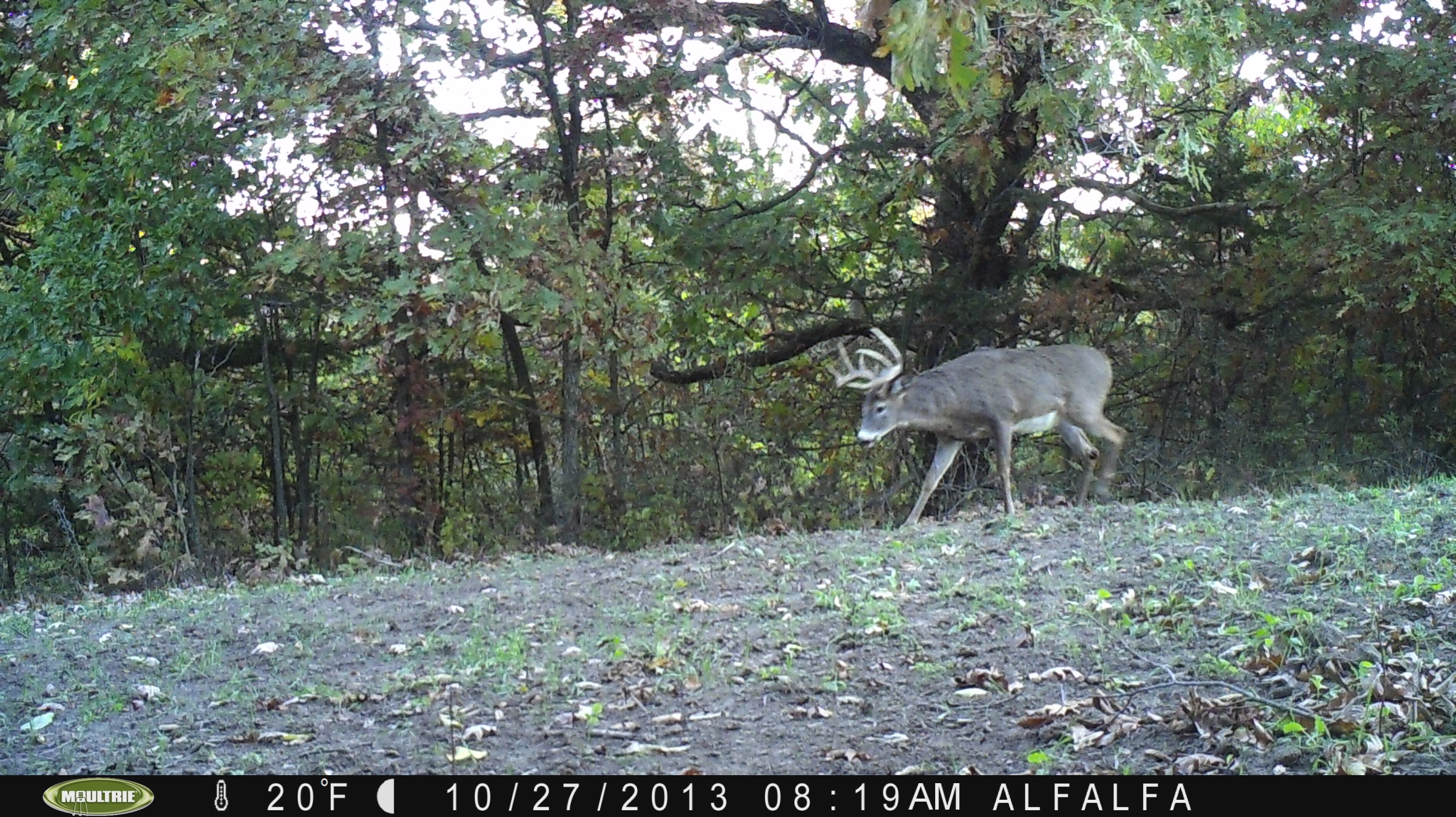 We started following "Captain" in 2012.  He really grew from 2012 to 2013.  Here, he is believed to be 5 years old on an interior plot.  He showed himself on the farm last year throughout the season.