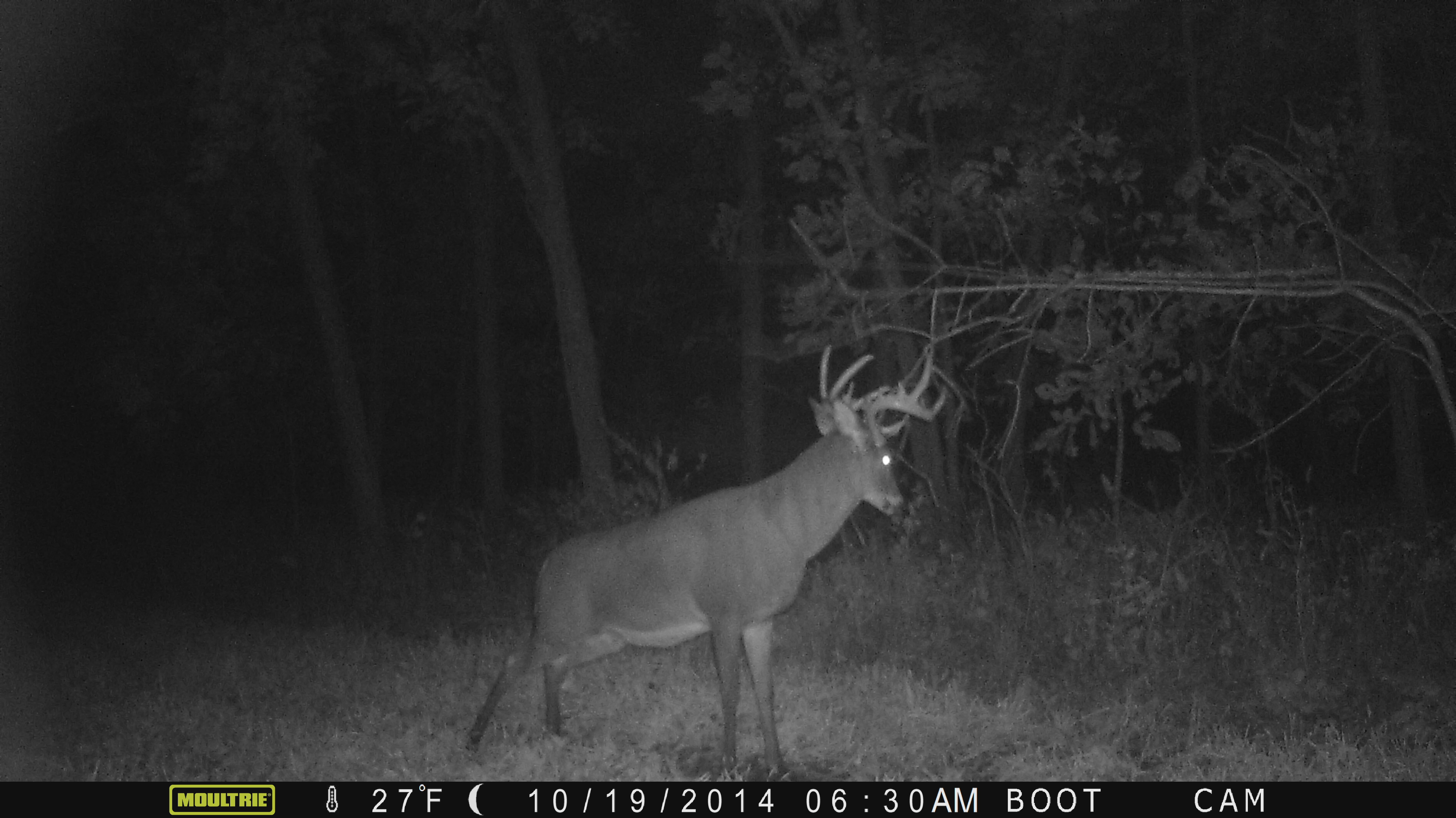 "Captain Jack" in the boot interior plot in October.  He has already broken his right G2 but you can see this deer is a brute.  Here, he is working a mock scrape my daughter Lily and I put in.