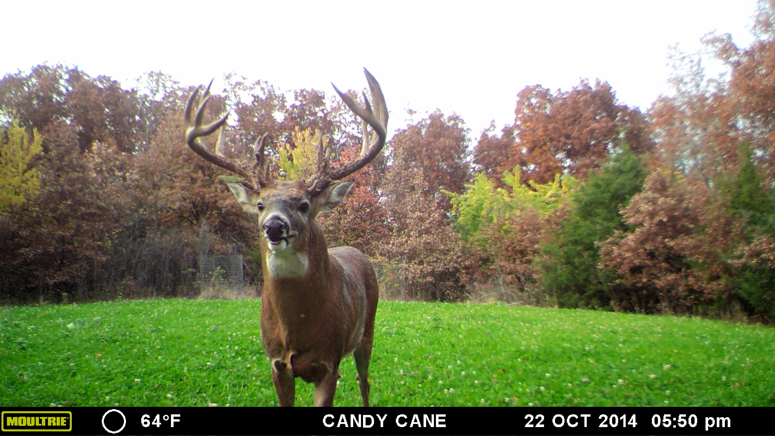 Barkley.  Yes, Barkley is back and bigger than ever.  I kept this buck on the low down but he's been on the farm once again this fall.  He grew quite a bit this year and is now 5 years old.  Like every other year, he shows up in early fall...stays until about early November...then we don't see him again until later in the year.  I'm sure he's been there the whole time just doesn't make it past a camera.  He is a very nice deer and my son is hoping to get a look at him.