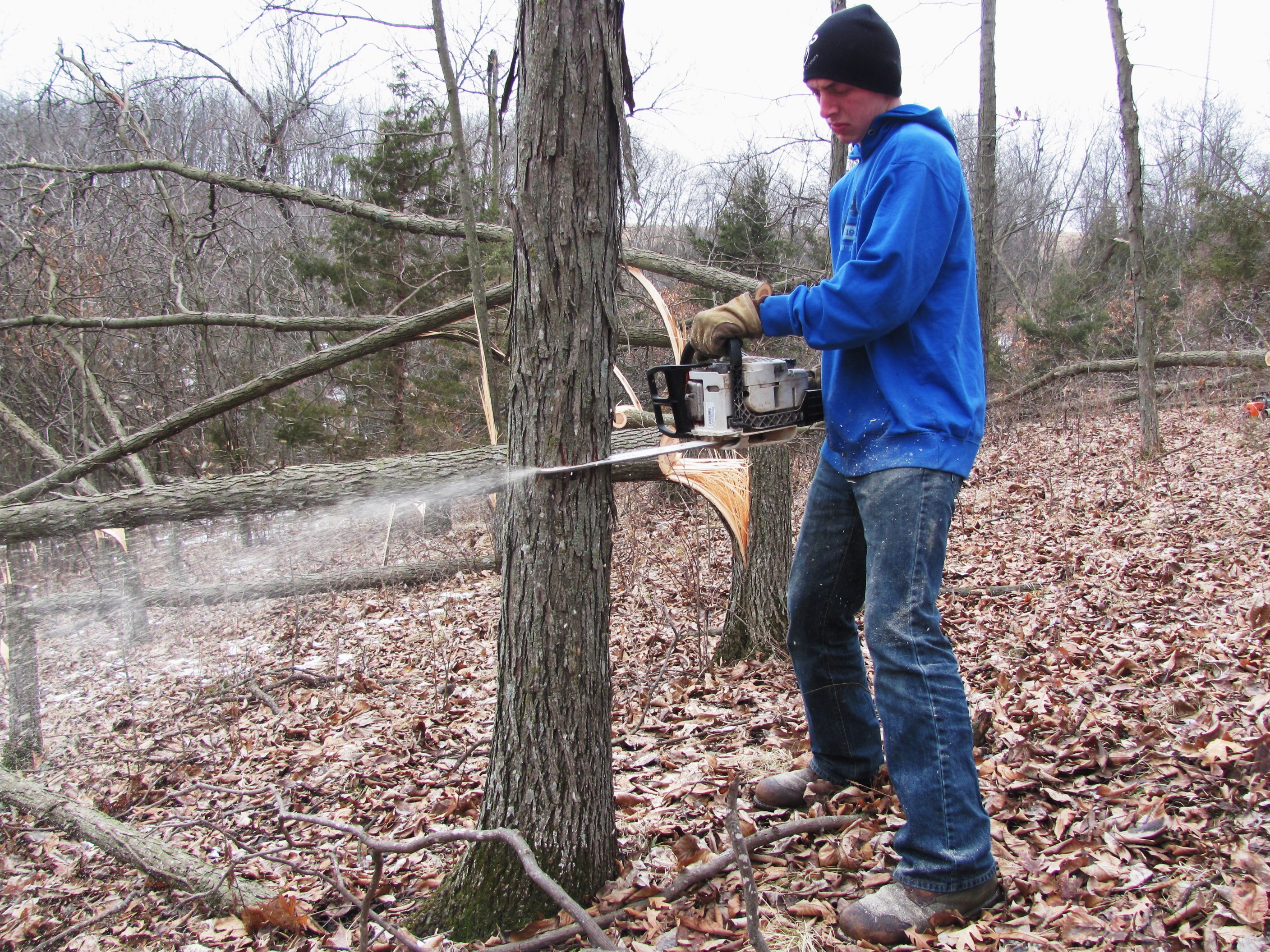 My son Forest using the Stihl MS170 to hinge cut some shagbark hickory.  