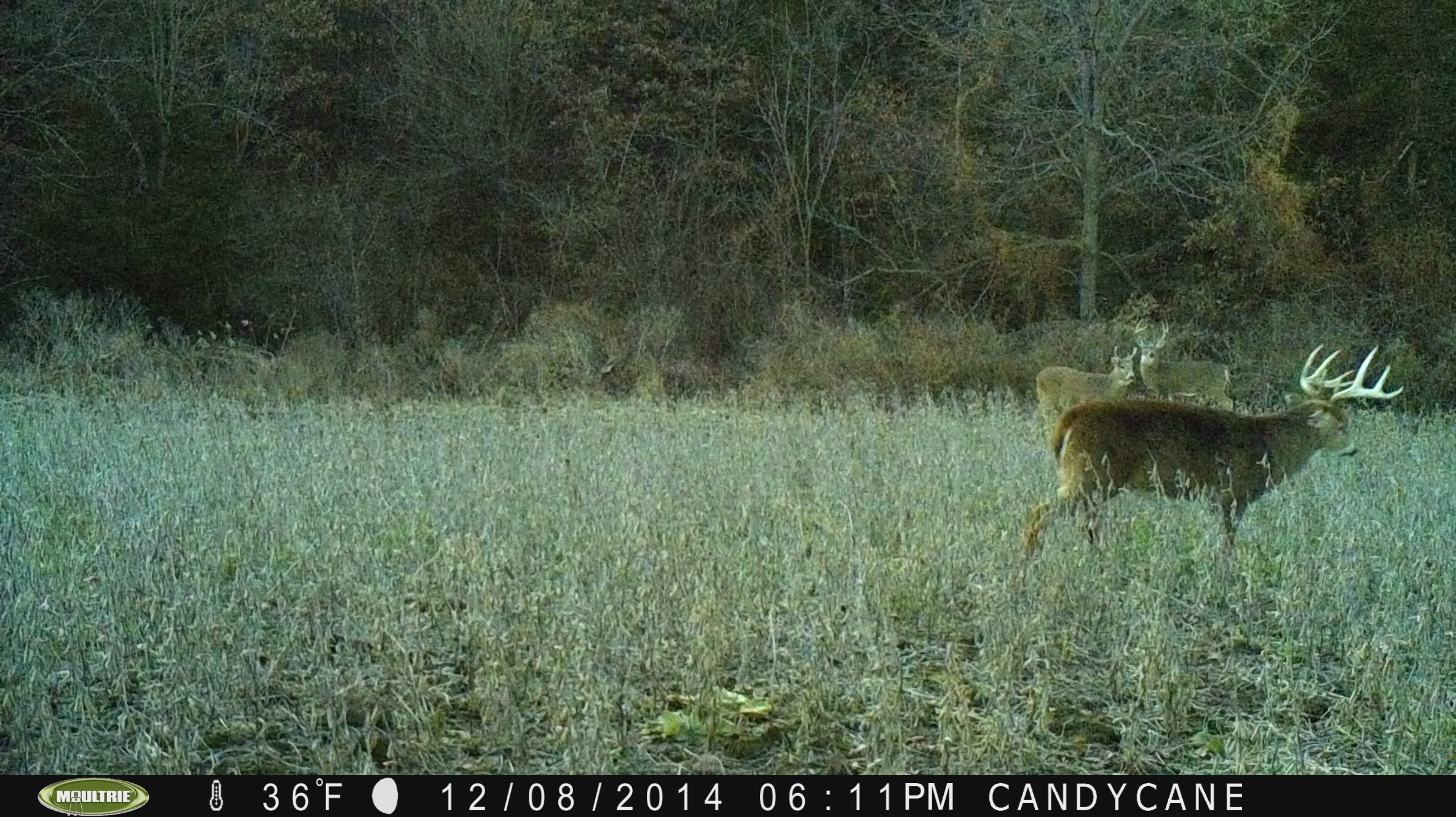 Feingold.  We have been watching this buck for the past two years and think he is a 5 year old.  I really nice mature buck with a big frame body.