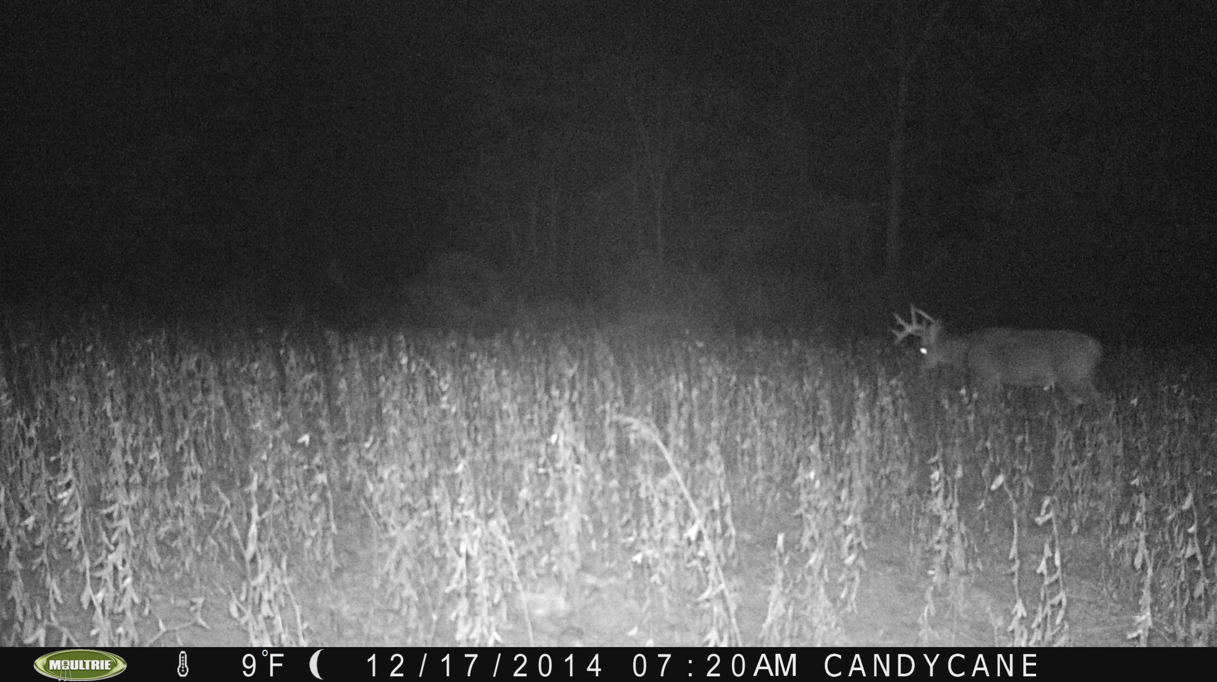 Captain Jack.  Captain has been on the farm since I bought it.  He is a very nice 5 or 6 year old buck.  This year, very early on, he broke his right G2 buck broken tines don't deter us from harvesting a mature brute.  I saw this buck December 5th while sitting out glassing the farm.  He came out well before dark and fed into a soybean plot.  We have many pictures of him late this year.