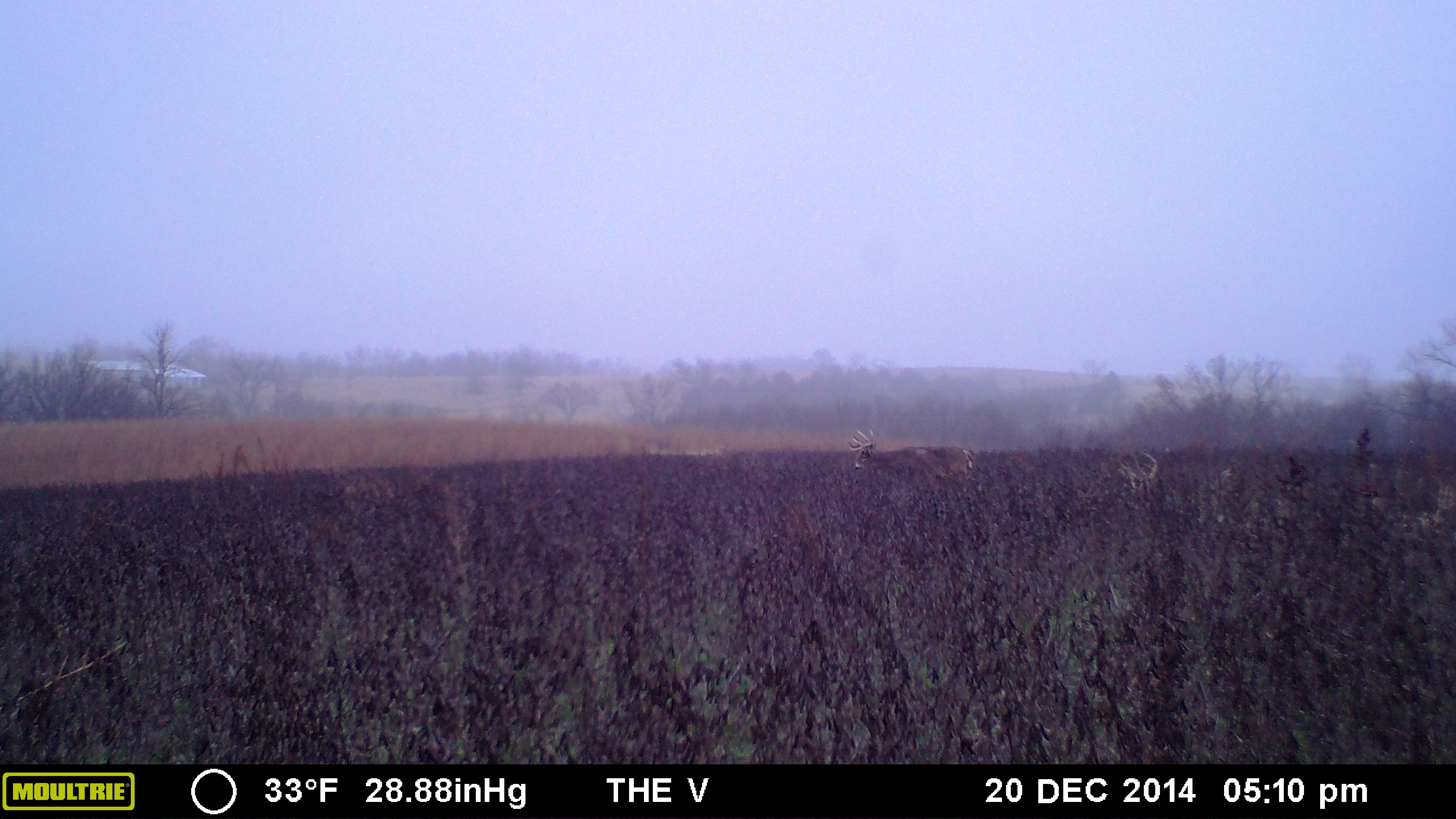 Last Saturday, the 20th, Forest, Anthony, and I pulled cameras and put every camera on a food plot.  We set this camera up on plot cam mode.  The time is off because I don't update for daylight saving and the location if the "2 Acre" not the "V".  Starting the 20th, we have "Captain Jack" entering this food plot every day in the evening from the north east.  Tonight....we had a north east wind!