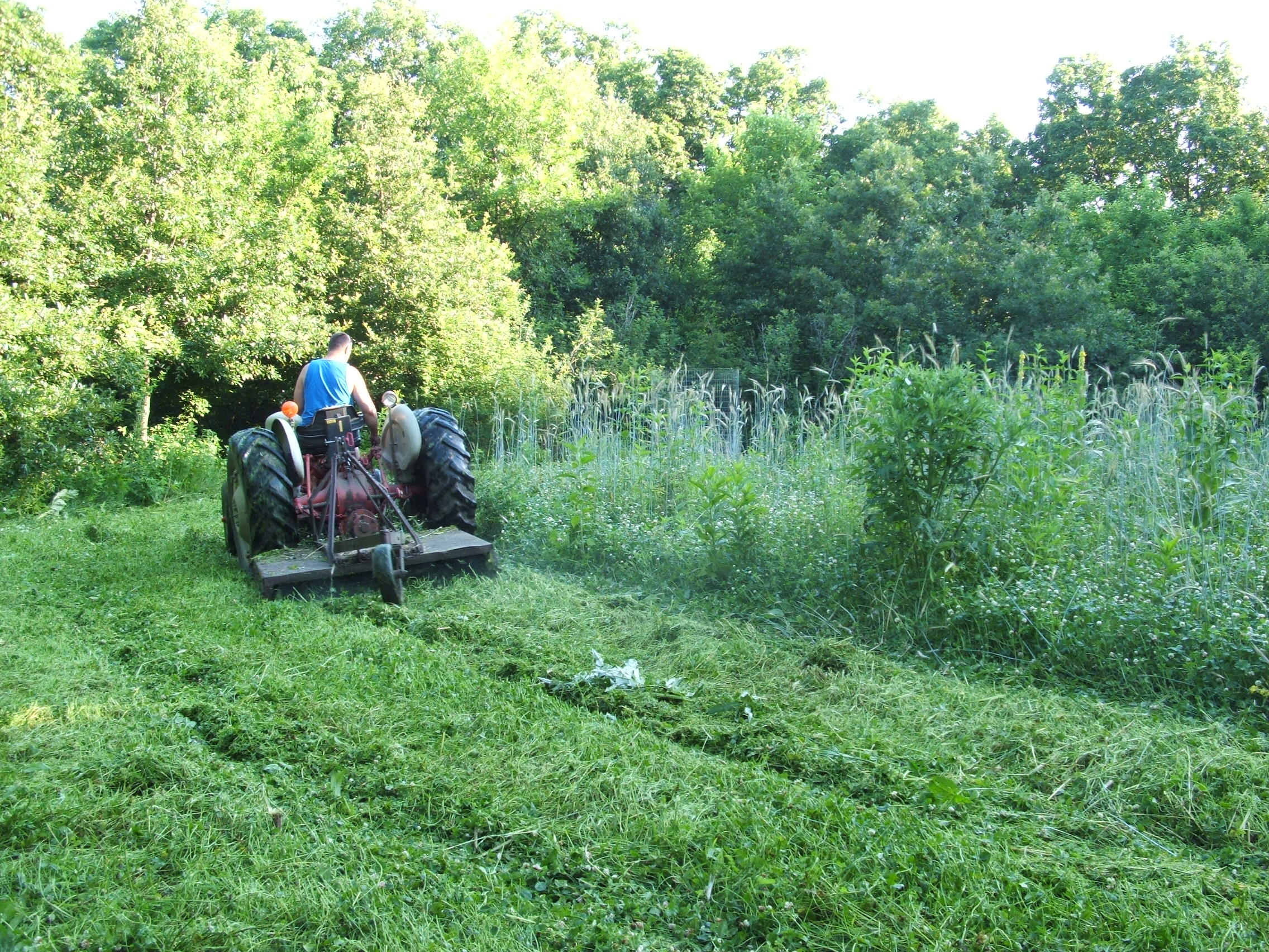 An interior clover plot that needs a good mowing.