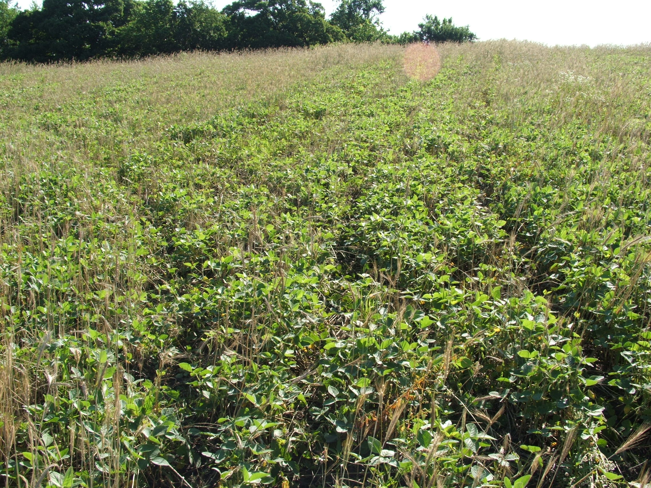 You can barely notice where I sprayed these soybeans.  Most of the plants that have been run over will make it but the pigweed I was targeting will not.