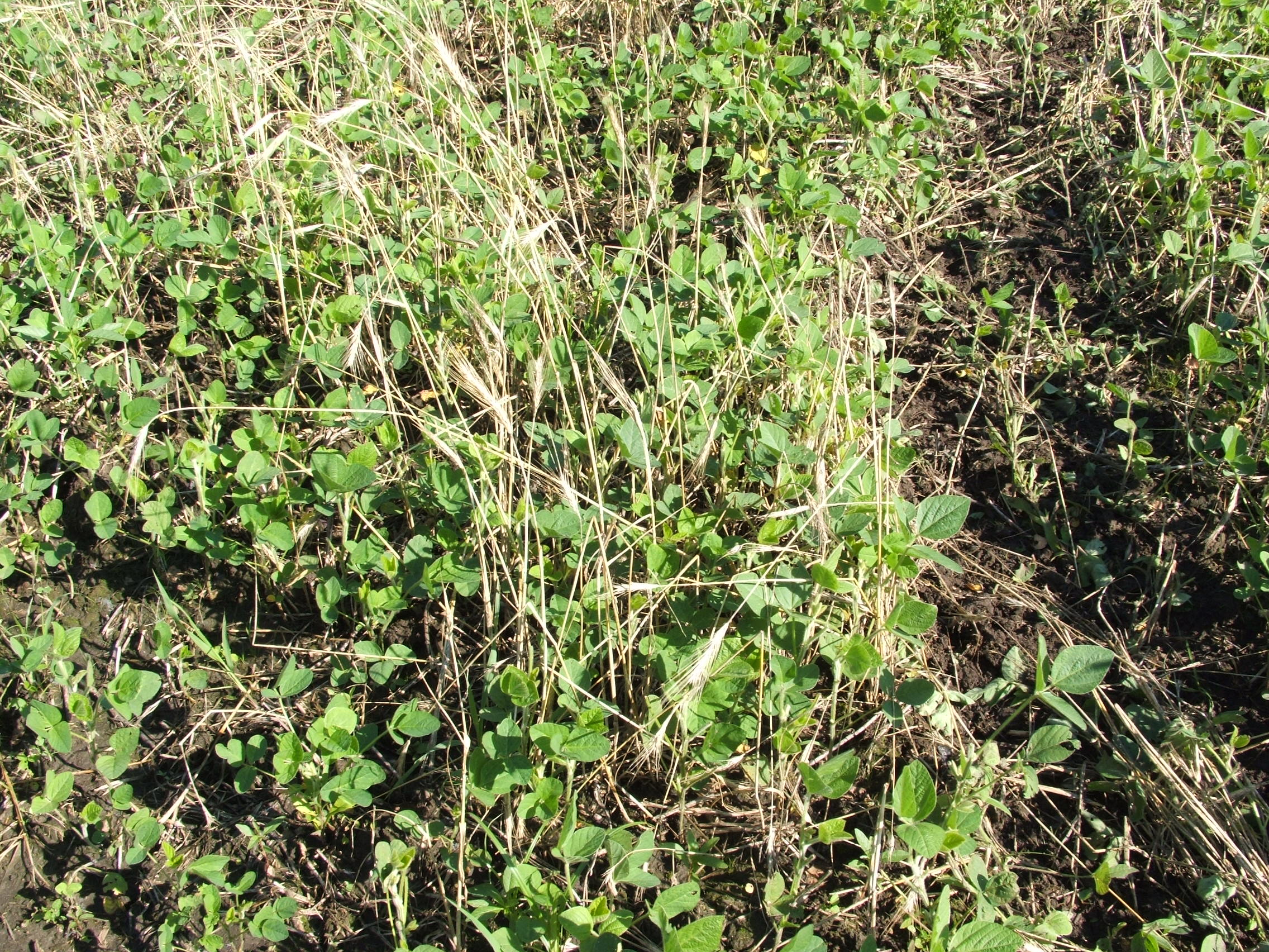 Soybeans seeded in winter rye (planted last fall) always do great for me.  The winter rye seems to help the beans get out of the ground weed free and also helps with browsing from deer.