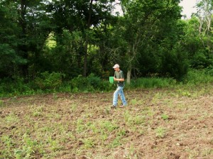 One of the best and most efficient way to broadcast small seed like brassicas is seeding with a small hand seeder.